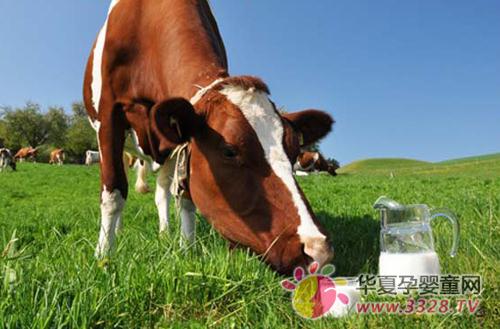 ��֥ţ�����Ϊ����ţ������ҵ�ľ��Ա��