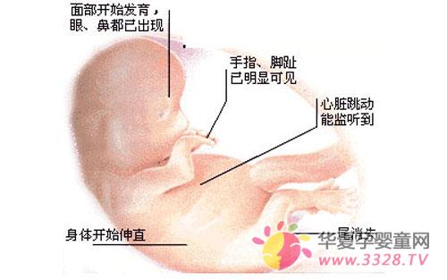 ����������̥��ͼ