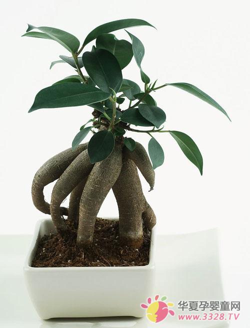 ���ڰ������辰