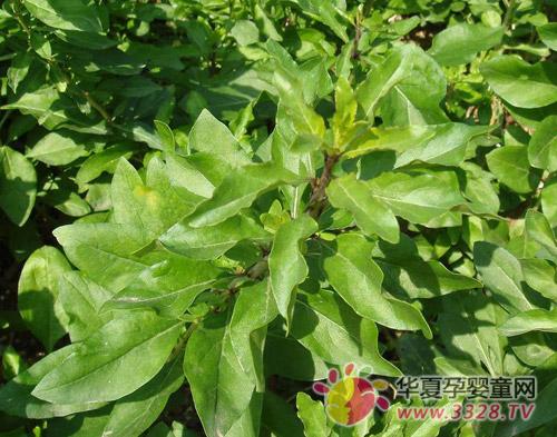 �и����Գ����Ҷ��