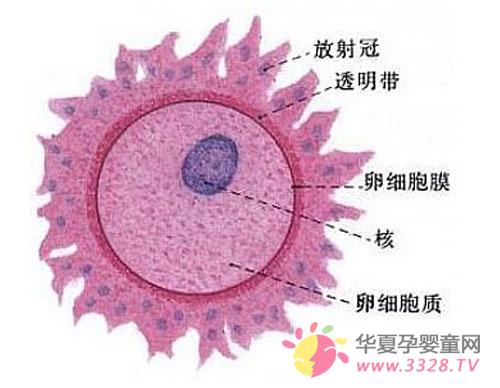 Ů��һ���Ŷ�������