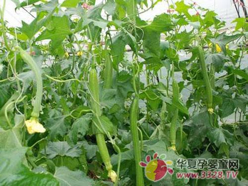 ��������Գ�˿����