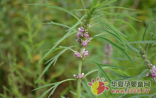 ��ĸ�ݵĹ�Ч������