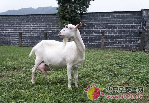 ������ɽ����ô��