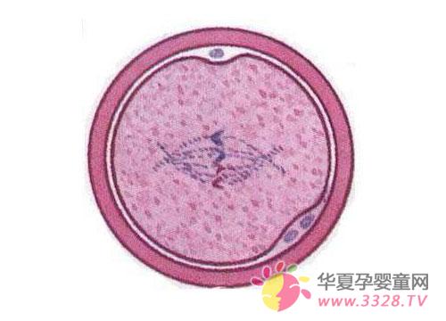 ̥��0-3�ܵı仯