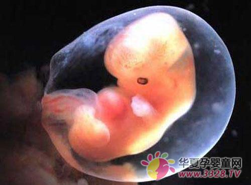 ̥��7-8�ܵı仯