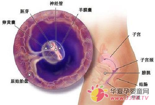 ̥��4-6�ܵı仯