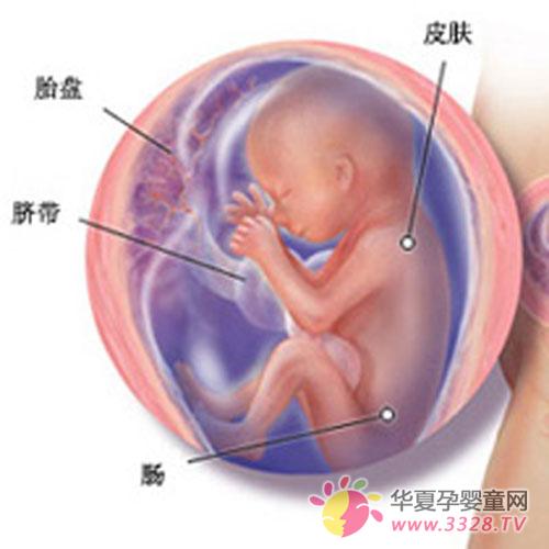 ̥��20-21�ܵı仯