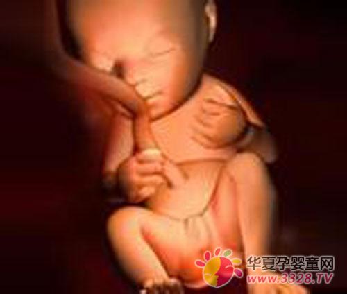 ̥��32-35�ܵı仯