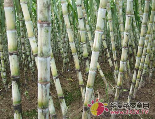 �����ܳԸ�����