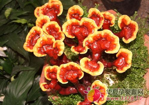 �и��ܳ���֥��