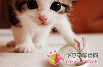 ��èץ��Ҫ���Ȯ������