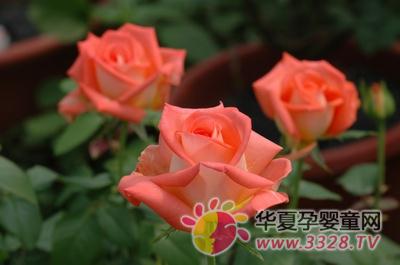 ����õ��