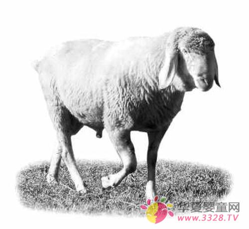 ��������Ч����