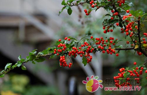 ����ʱҰ���Ӳ����ҳ�