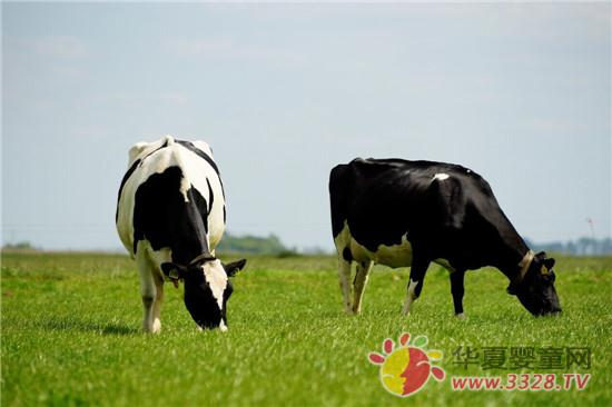 �����ǿ�������ѡ��ŷ���̷۱�֪