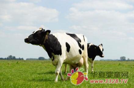 ��������ѡ�̷ۣ������ǲ��ɲ�֪������Ҫ��