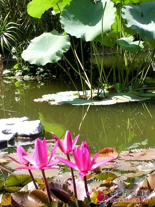 2013�������չ�����������ֲ������